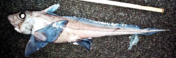 Hydrolagus lusitanicus_024